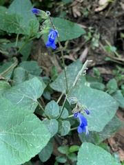 Salvia scutellarioides