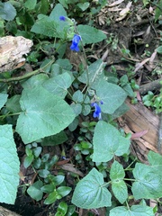 Salvia scutellarioides