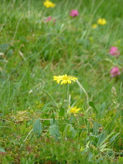 Doronicum austriacum