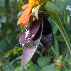 Heraclides anchisiades