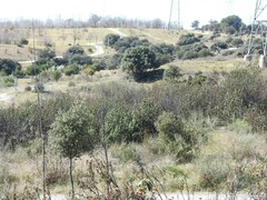 Quercus rotundifolia