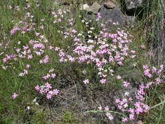 Phlox speciosa