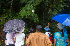 Pentaclethra macroloba