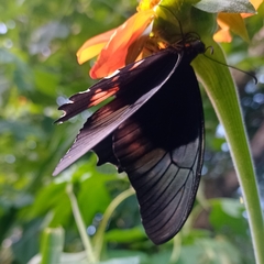 Heraclides anchisiades