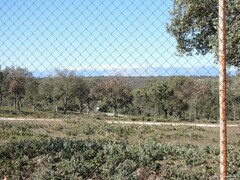 Quercus rotundifolia