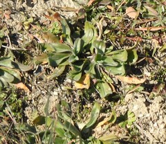 Plantago lagopus