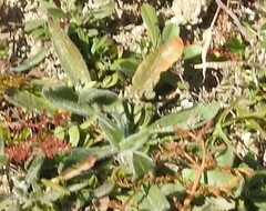 Plantago lagopus