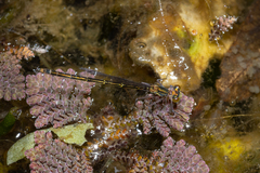Austrocnemis splendida