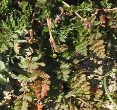Erodium cicutarium