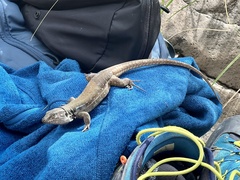 Gallotia galloti galloti