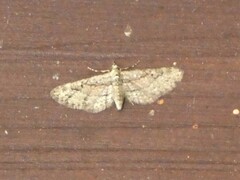 Eupithecia longidens