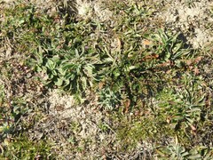 Erodium cicutarium