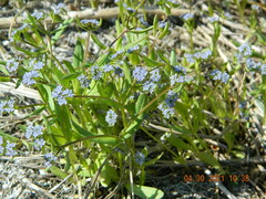 Valerianella