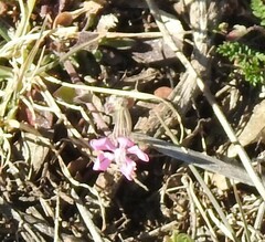 Silene colorata