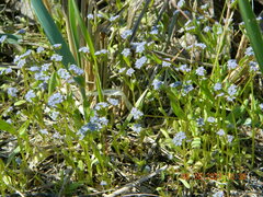 Valerianella