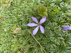 Gentianella cerastioides