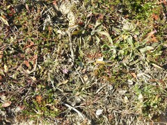 Erodium cicutarium