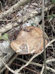 Fomitopsis betulina