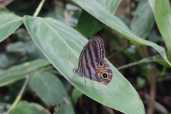 Chloreuptychia herseis
