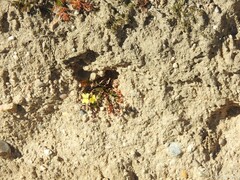 Diplotaxis catholica