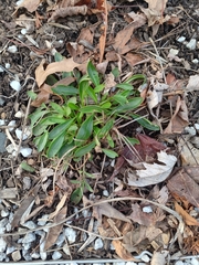 Leucanthemum maximum