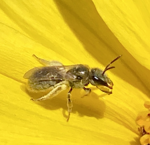 iNaturalist observation photo of Metallic Sweat Bees