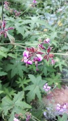 Pelargonium hispidum