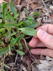 Leucanthemum maximum