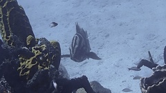 Epinephelus striatus
