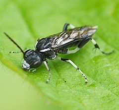 Macrophya
