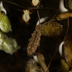 Isotomurus maculatus