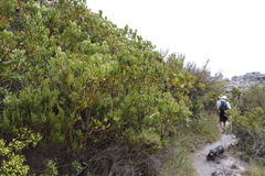 Leucadendron strobilinum