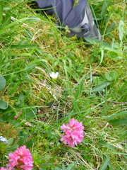 Gagea serotina