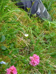 Gagea serotina