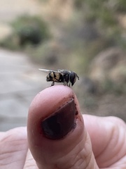 Copestylum fornax