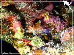 Cirrhitichthys falco