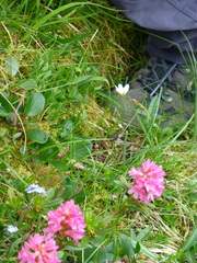 Gagea serotina