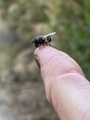 Copestylum fornax