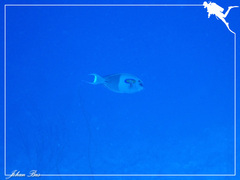 Acanthurus olivaceus