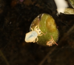 Sminthurides aquaticus