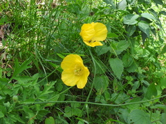 Papaver cambricum