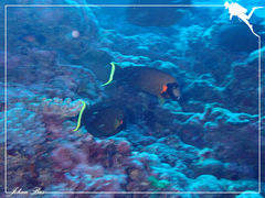 Acanthurus pyroferus