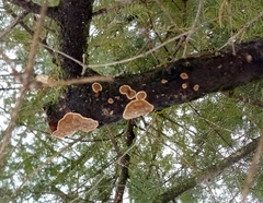 Trichoderma sulphureum