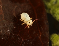 Sminthurides aquaticus