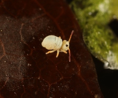 Sminthurides aquaticus