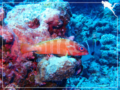 Epinephelus fasciatus