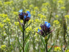 Anchusa