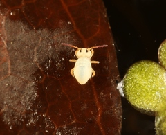 Sminthurides aquaticus