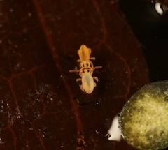 Sminthurides aquaticus