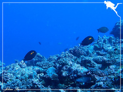 Acanthurus olivaceus